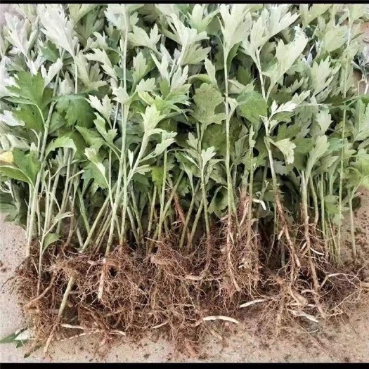艾草苗宛艾3号品种基地大量供应出绒率高药效好全程提供技术