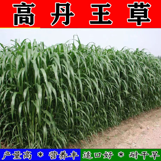 嘉祥县高丹草牛羊牧草养殖四季多年生再生畜牧高丹王草