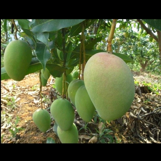 灵山县台农芒果苗