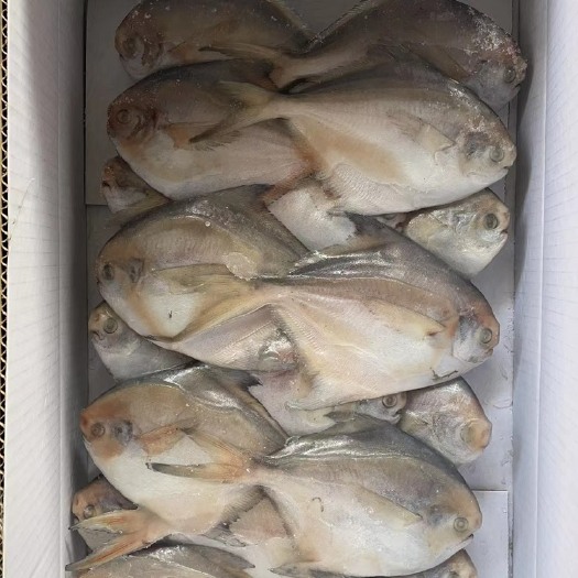 济南板冻鲳鱼