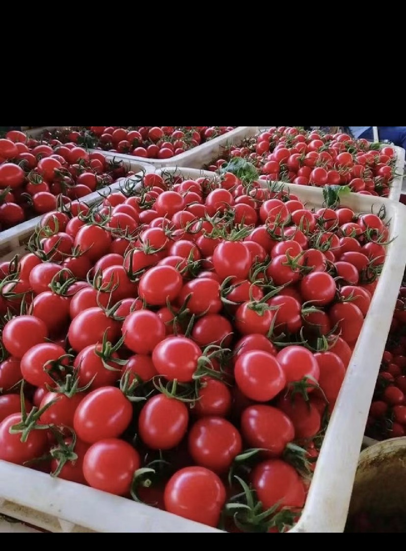 山东寿光圣女果贝贝