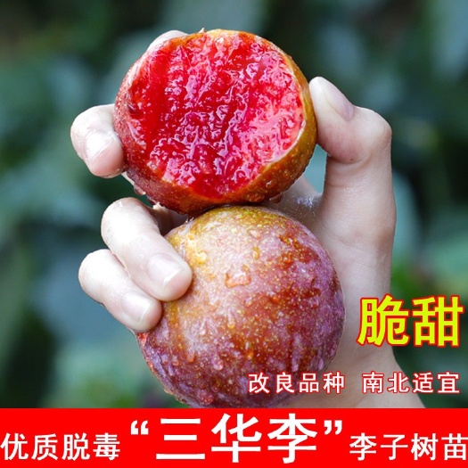 平邑县新品种果树苗特大果早熟红心李子苗三华李子树苗嫁接苗南北方种植