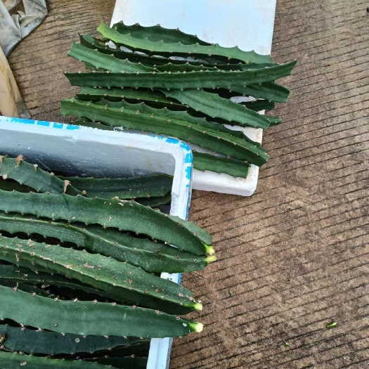景洪市燕窝果苗