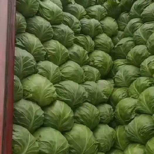 邯郸包菜   洋白菜   甘蓝    大量上市中  需要的联系