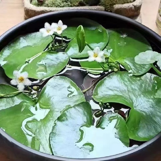 广州一叶莲睡莲