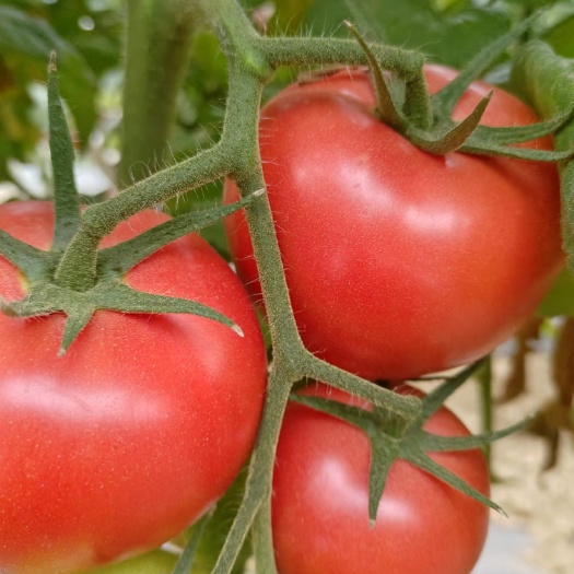 自贡四川本地西红柿，自然成熟'..........产地直发