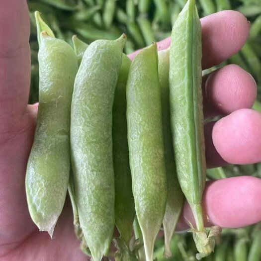 宜城市新鲜豌豆 豌豆荚 大量上市 产地直销 欢迎选购
