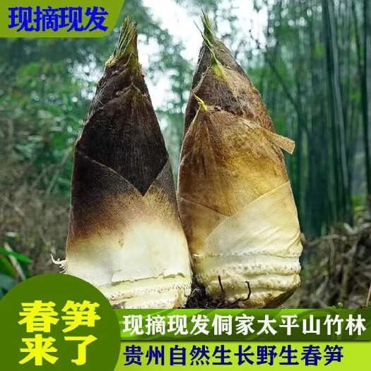黎平县2023年春笋新鲜现挖毛竹笋浙江临安现挖春笋天目山楠竹冬笋毛