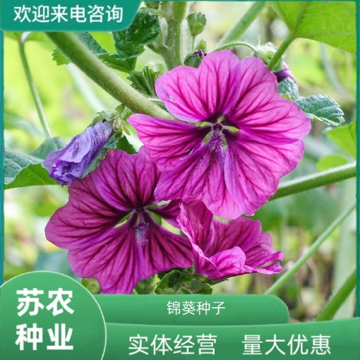 长沙锦葵种子四季春秋播耐寒花卉种孑盆栽南方越冬荆葵金钱紫花葵种籽