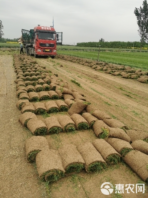 冷季型草坪四季青早熟禾和高羊茅果岭草剪股颖百慕大马尼拉