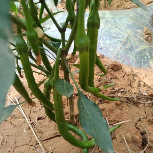 丘北县云南深山林线椒批发，