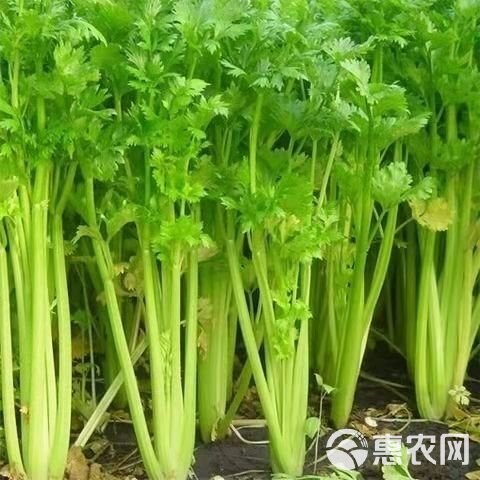 山东济南商河万亩芹菜基地大量上市中