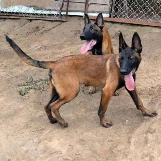 长沙德国牧羊犬，马犬，适合放羊，看家护院，喜欢的朋友可以联系我