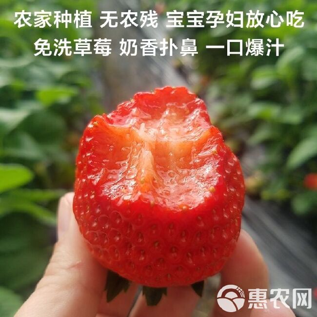 [顺丰速运]草莓  丹东99红颜新鲜草莓特大整箱一件代发