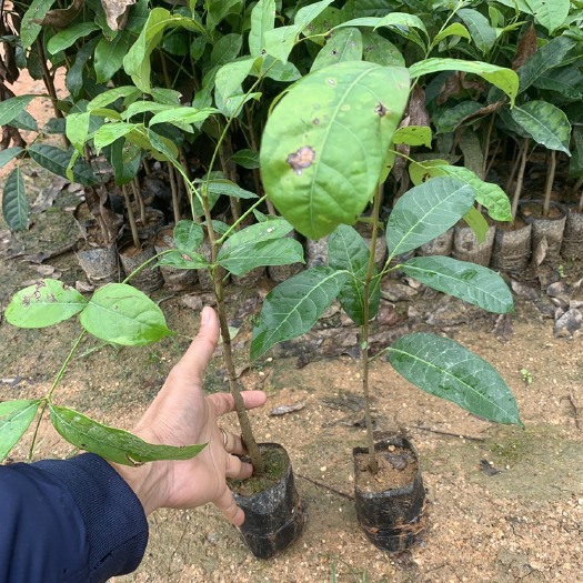 桃花心木，造林基地自产自销