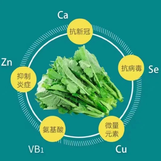 广州板蓝根青菜，菘油一号，