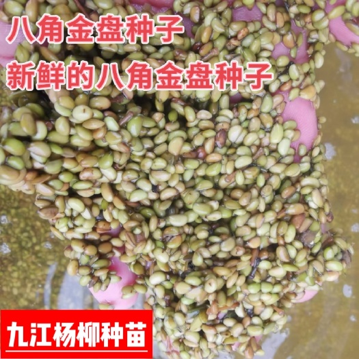 今年新采的八角金盘种子 种子新鲜 芽率高 八角金盘种子批发价
