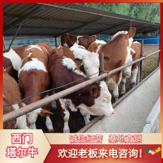 山西定襄县肉牛  西门塔尔牛，，500.600斤，长势快出肉率高