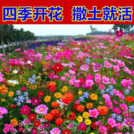 宿迁60种野花组合四季开花太阳花百日草满天星格桑花等混搭七彩花种