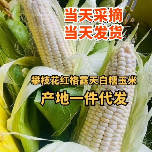 四川攀枝花白糯玉米 市场果,微甜软糯,颗颗饱颗粒
