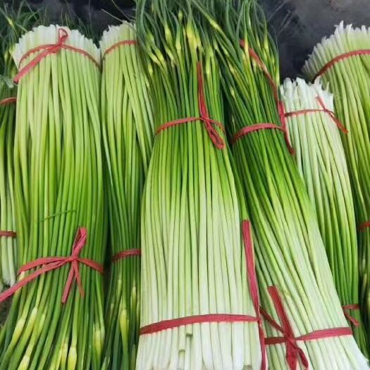 丰县丰县蒜台白帽蒜苔大量上市价低，质量好，费用低