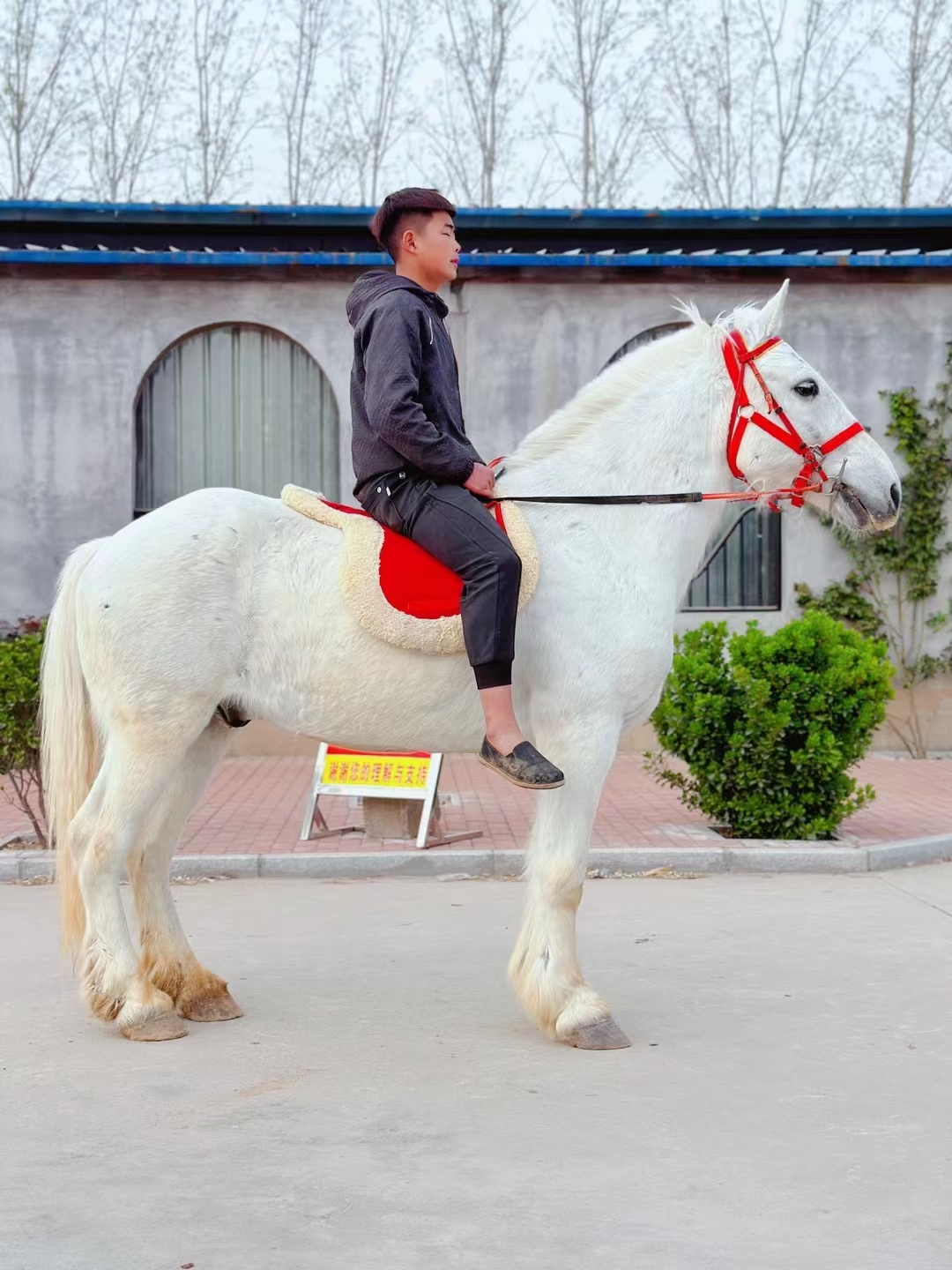 低价各种规格矮马 骑乘马 马驹 全国各地送货到家 马具