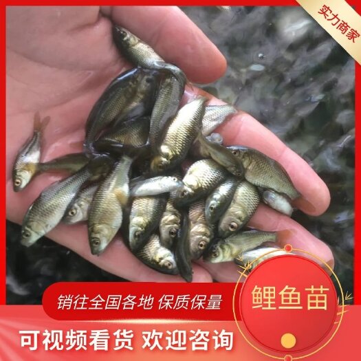 广州鲤鱼苗建鲤大种鲤鱼苗低价包邮丰鲤稻田鲤放生鲤鱼苗