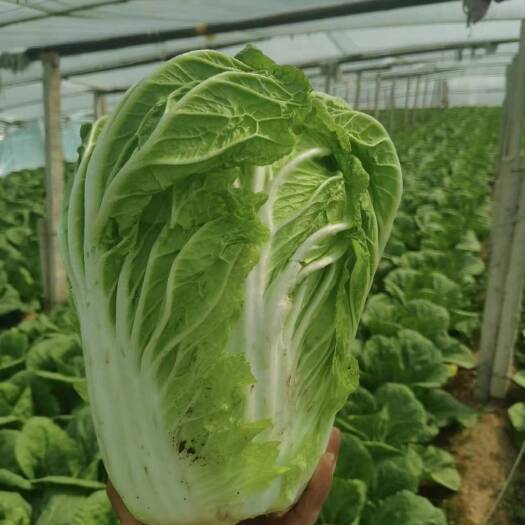 保定黄心菜