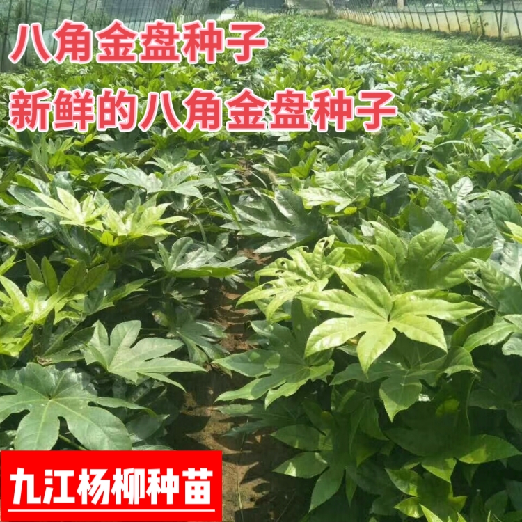 今年新采的八角金盘种子 种子新鲜 芽率高 八角金盘种子批发价