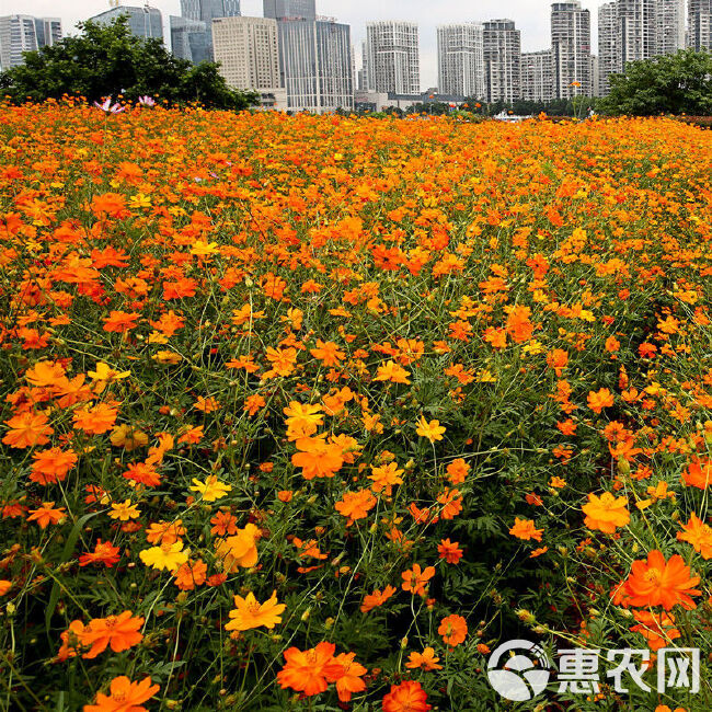 硫华菊花卉种子 春秋播种简单易活耐旱耐贫瘠花海庭院阳台盆栽