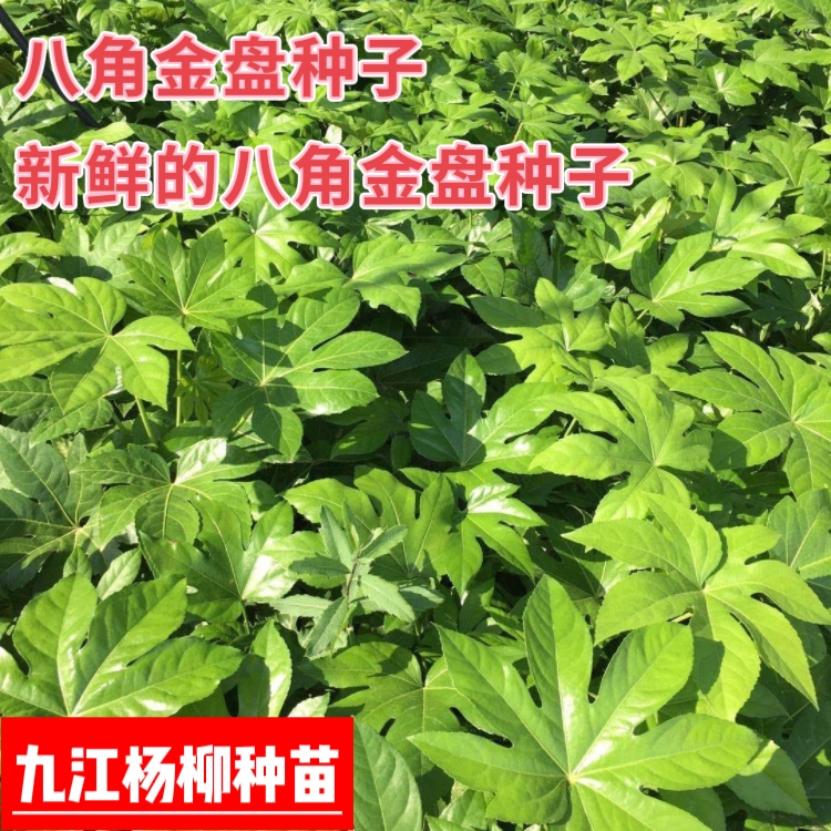 今年新采的八角金盘种子 种子新鲜 芽率高 八角金盘种子批发价