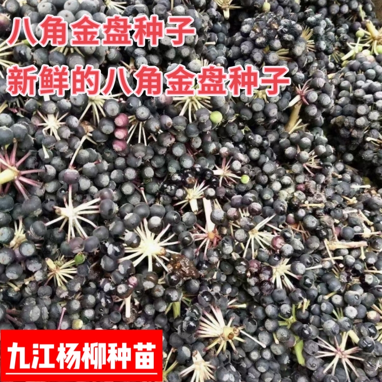 今年新采的八角金盘种子 种子新鲜 芽率高 八角金盘种子批发价