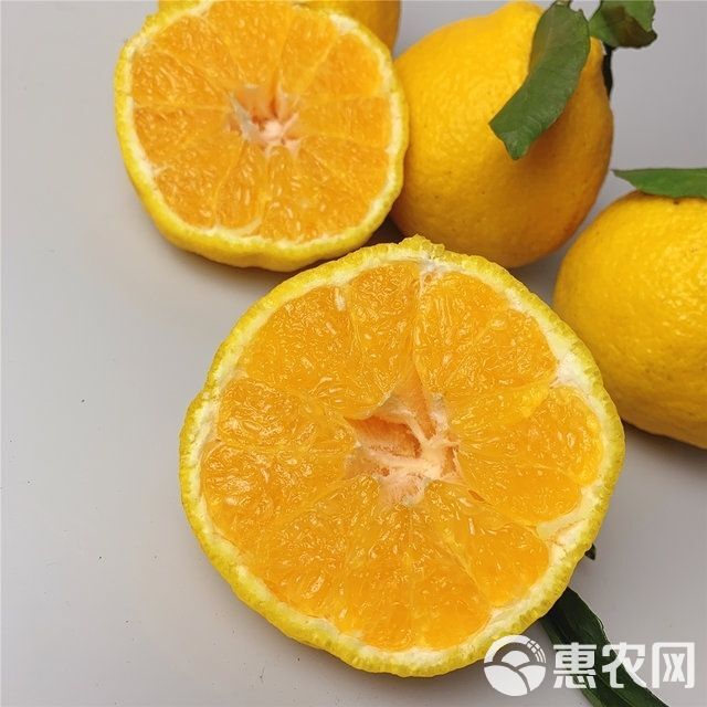 四川眉山柠檬不知火现摘现发！