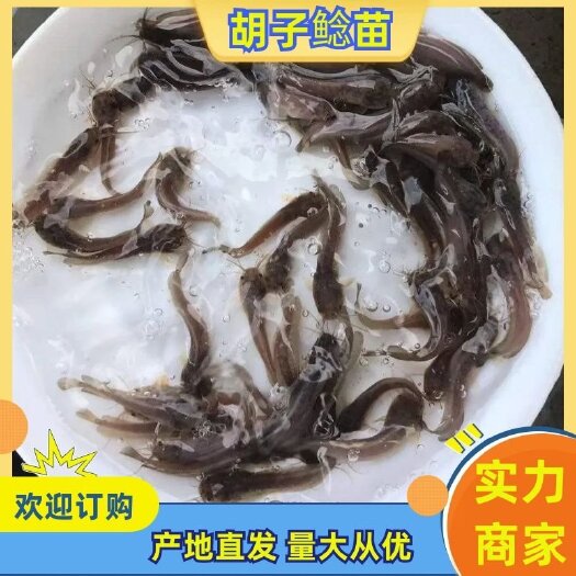 广州塘鲺苗胡子鲶苗本地塘鲺鱼苗低价包邮塘角鱼苗三黄塘鲺鱼苗