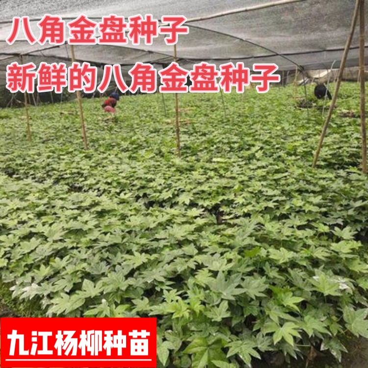 今年新采的八角金盘种子 种子新鲜 芽率高 八角金盘种子批发价