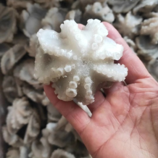 三去八爪鱼鲜冻八爪鱼海鲜水产批发鲜活冷冻小章鱼迷你八爪鱼章鱼