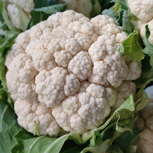 城固县陕西汉中菜花，白色紧花1-3斤，规格可选，产地直供。