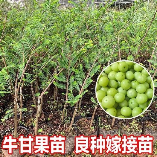 灵山县新品种特大甜油甘果苗