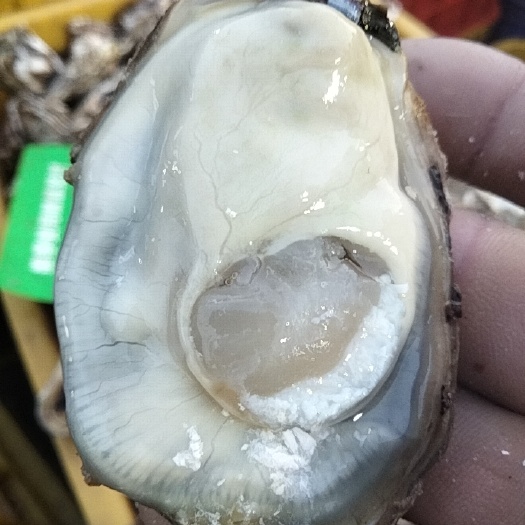 烟台当年的小薄皮牡蛎肥度8到9成膘。大量出货。