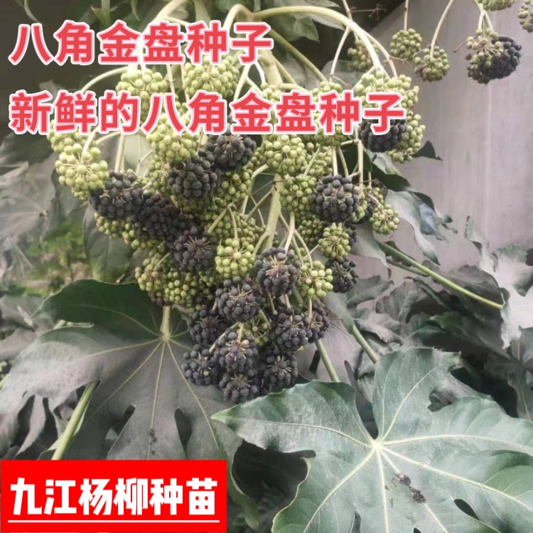 今年新采的八角金盘种子 种子新鲜 芽率高 八角金盘种子批发价