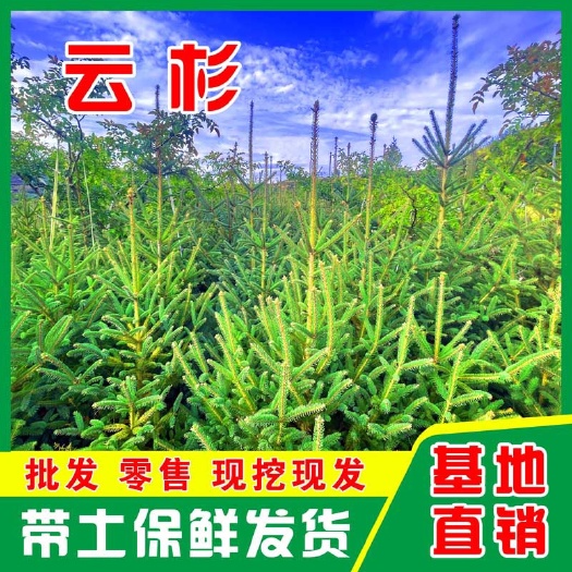 天水天水云杉【16年苗木】2m3至6m 景观树 绿植树 风景树