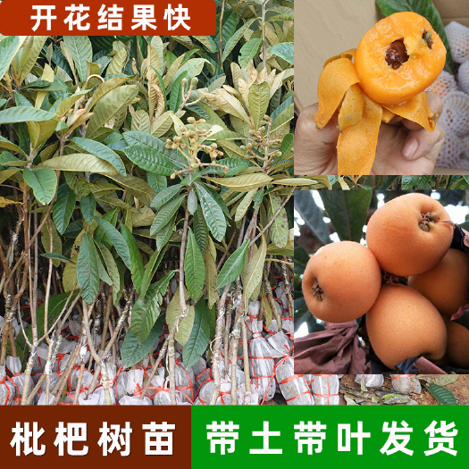 容县枇杷树苗嫁接品种