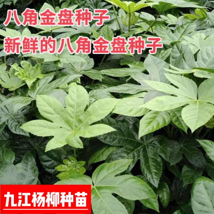 今年新采的八角金盘种子 种子新鲜 芽率高 八角金盘种子批发价