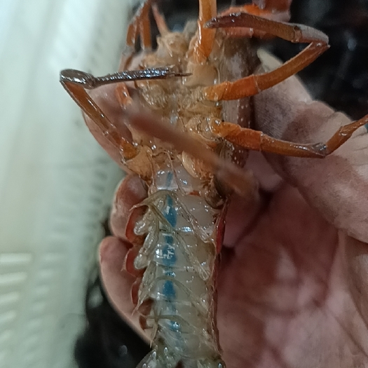 盱眙县盱眙精品小龙虾