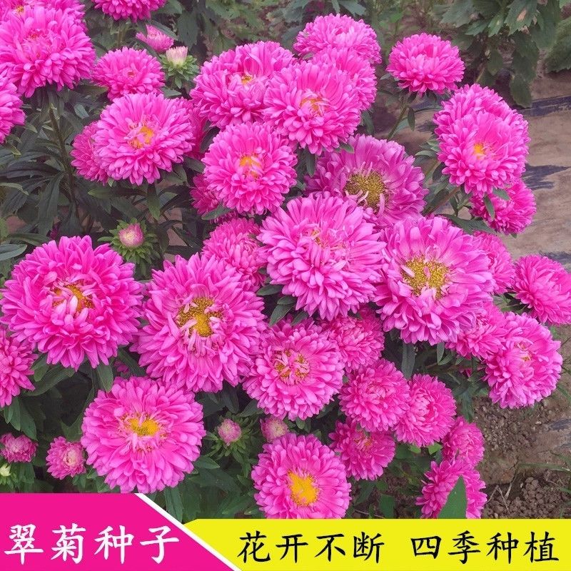 南京翠菊种子，大花好养的花籽庭院花籽易活花种花籽四季开花花卉种子
