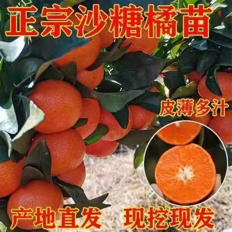 灵山县沙糖桔苗