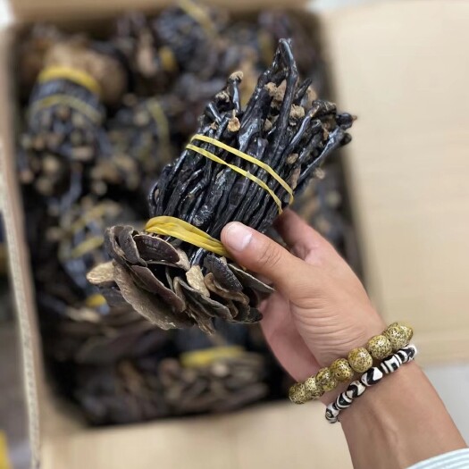昆明扎把竹灵芝 散装竹灵芝云南竹灵芝 现货批发一件起批包邮