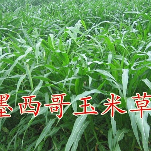 嘉祥县墨西哥玉米草牧草