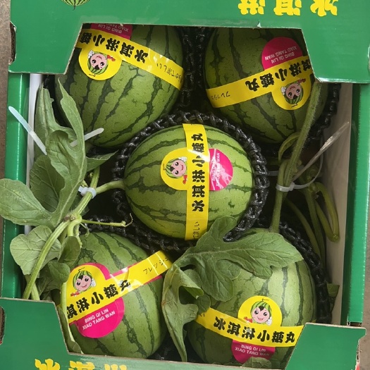 山东莘县吊瓜礼品小西瓜2k小西瓜