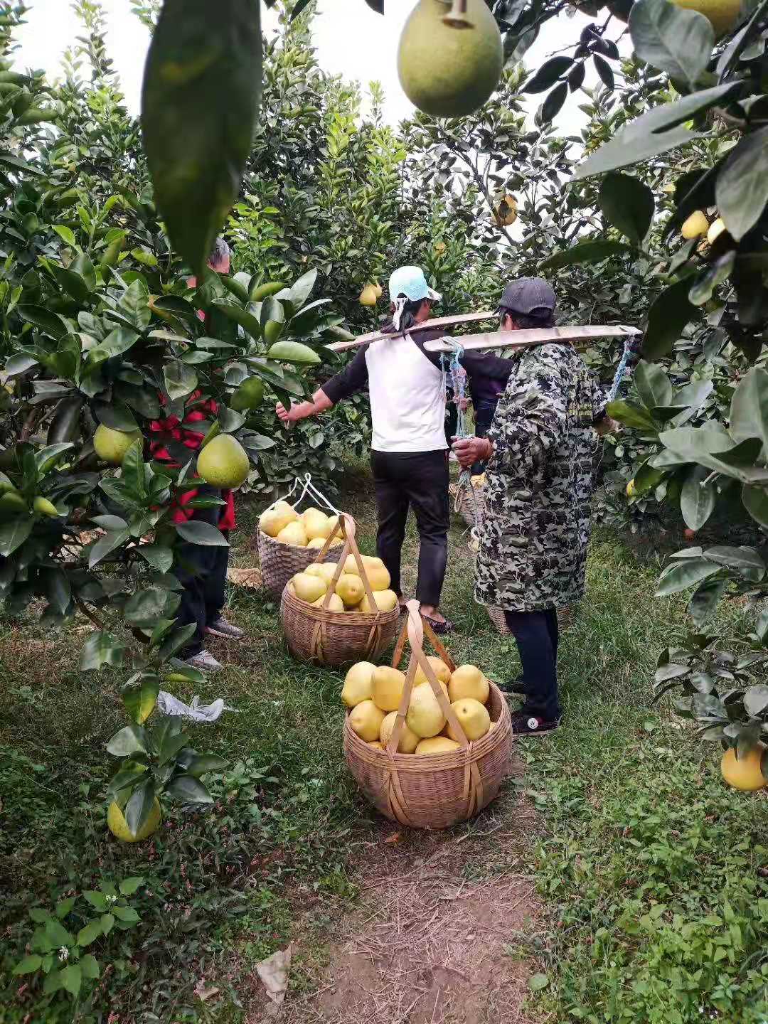 黄金柚苗 井冈蜜柚苗 金兰柚苗 安福柚苗 黄金蜜柚